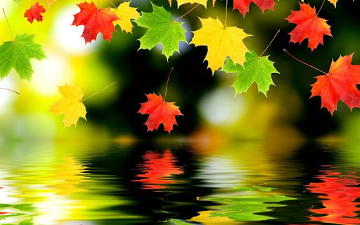 Autumn Reflection from Chrome web store to be run with OffiDocs Chromium online Autumn Reflection from Chrome web store to be run with OffiDocs Chromium online