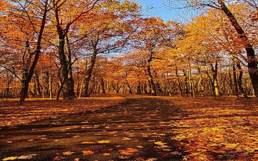 autumn scene wallpaper in the forest  from Chrome web store to be run with OffiDocs Chromium online