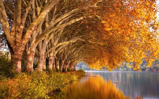 Autumn trees change into new clothes  from Chrome web store to be run with OffiDocs Chromium online