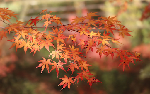 Autumn yellow leaves  from Chrome web store to be run with OffiDocs Chromium online
