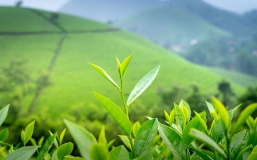 A Vibrant Display of Camellia sinensis  from Chrome web store to be run with OffiDocs Chromium online