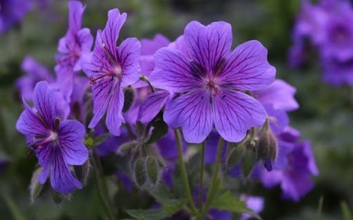 A Violet Vibrancy of Geranium  from Chrome web store to be run with OffiDocs Chromium online