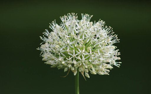 A white flower  from Chrome web store to be run with OffiDocs Chromium online
