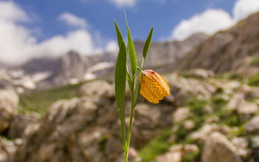 A Yellow Fritillaria Flower  from Chrome web store to be run with OffiDocs Chromium online
