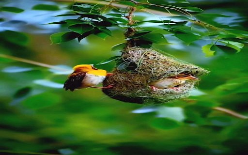 Baby bird in the nest wallpaper  from Chrome web store to be run with OffiDocs Chromium online