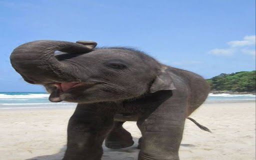 baby elephant wallpaper by the beach  from Chrome web store to be run with OffiDocs Chromium online