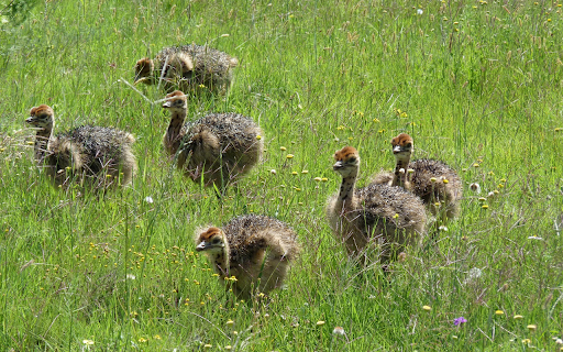 Baby ostriches  from Chrome web store to be run with OffiDocs Chromium online
