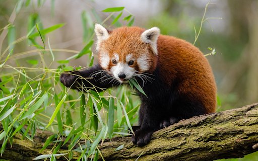 Baby panda  from Chrome web store to be run with OffiDocs Chromium online