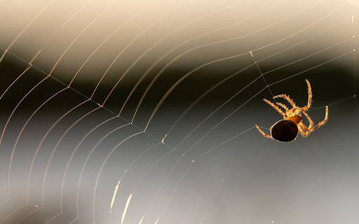 Baby spiders spin silk  from Chrome web store to be run with OffiDocs Chromium online