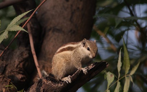 Baby squirrel  from Chrome web store to be run with OffiDocs Chromium online