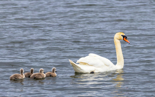 Baby Swans  from Chrome web store to be run with OffiDocs Chromium online