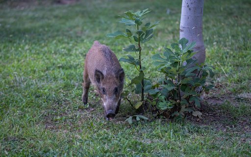 Baby Wild Boar  from Chrome web store to be run with OffiDocs Chromium online Baby Wild Boar  from Chrome web store to be run with OffiDocs Chromium online