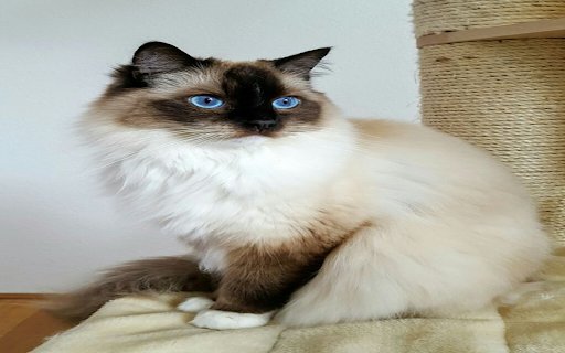 Bali Cat Wallpaper  from Chrome web store to be run with OffiDocs Chromium online