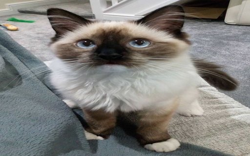 Balinese cat wallpaper  from Chrome web store to be run with OffiDocs Chromium online