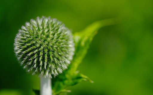 Ball shaped flower branches  from Chrome web store to be run with OffiDocs Chromium online