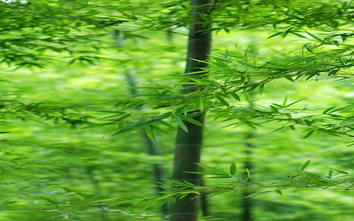 Bamboo forest wallpaper  from Chrome web store to be run with OffiDocs Chromium online