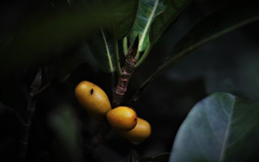 banyan branch and ant  from Chrome web store to be run with OffiDocs Chromium online