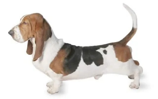Basset Hound Dog Breed Thanesix.com da loja on-line do Chrome para ser executado com OffiDocs Chromium online