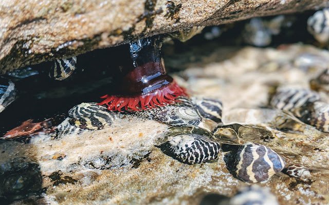 Beach Under Rocks da Chrome Web Store será executado com OffiDocs Chromium online