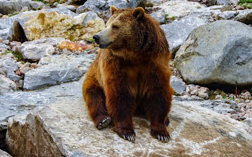 Bear on the Rocks from Chrome web store to be run with OffiDocs Chromium online Bear on the Rocks from Chrome web store to be run with OffiDocs Chromium online