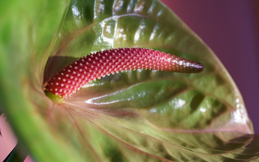 Beautiful anthurium flowers  from Chrome web store to be run with OffiDocs Chromium online