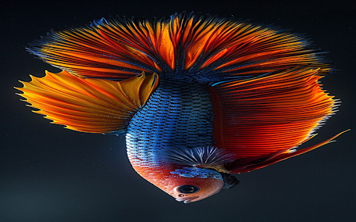 Beautiful betta fish wallpaper  from Chrome web store to be run with OffiDocs Chromium online