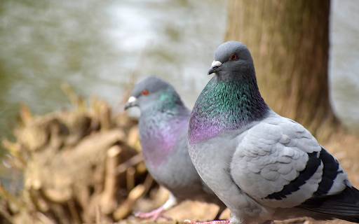 Beautiful big dove pair  from Chrome web store to be run with OffiDocs Chromium online