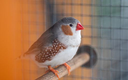 Beautiful bird  from Chrome web store to be run with OffiDocs Chromium online