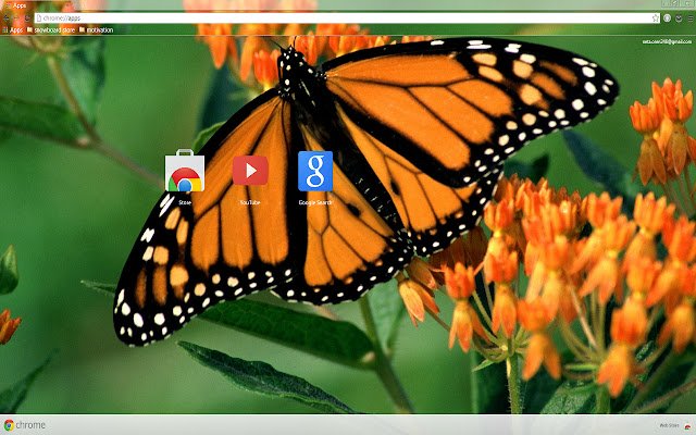 অনলাইনে OffiDocs Chromium এর সাথে চালানো হবে Chrome ওয়েব স্টোর থেকে সুন্দর প্রজাপতি