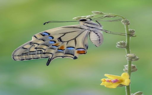 beautiful butterfly wallpaper  from Chrome web store to be run with OffiDocs Chromium online