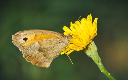 Beautiful butterfly with yellow flowers  from Chrome web store to be run with OffiDocs Chromium online