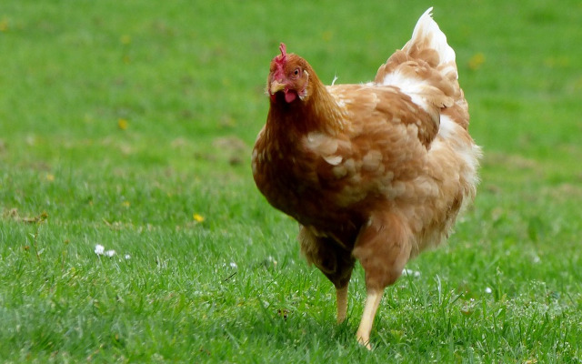 Beautiful chickens from Chrome web store to be run with OffiDocs Chromium online Beautiful chickens from Chrome web store to be run with OffiDocs Chromium online