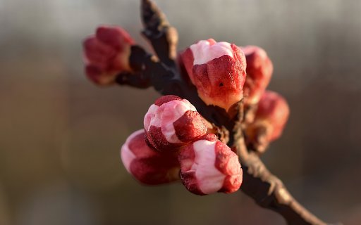 Beautiful Flower Branch  from Chrome web store to be run with OffiDocs Chromium online