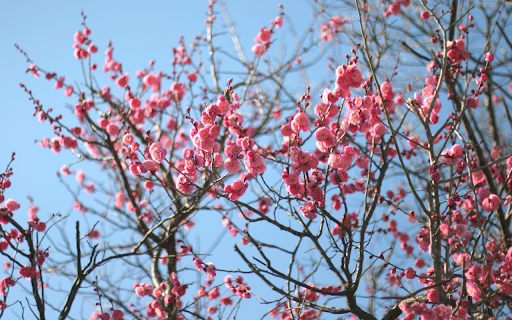 Beautiful flower branches  from Chrome web store to be run with OffiDocs Chromium online