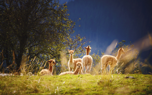 Beautiful herd of alpacas  from Chrome web store to be run with OffiDocs Chromium online