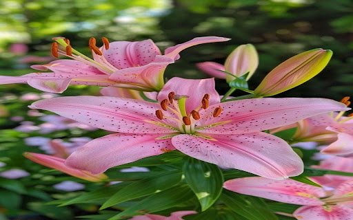 beautiful lily wallpaper from Chrome web store to be run with OffiDocs Chromium online beautiful lily wallpaper from Chrome web store to be run with OffiDocs Chromium online
