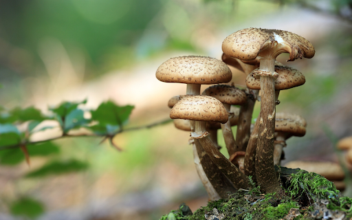 Beautiful little mushroom bush  from Chrome web store to be run with OffiDocs Chromium online