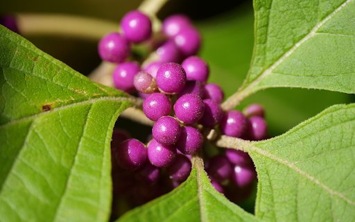 Beautiful little purple fruits  from Chrome web store to be run with OffiDocs Chromium online Beautiful little purple fruits  from Chrome web store to be run with OffiDocs Chromium online