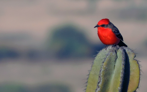 Beautiful little red bird  from Chrome web store to be run with OffiDocs Chromium online