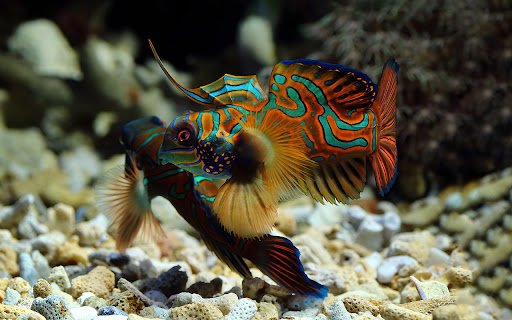 Beautiful mandarin fish with brilliant colors  from Chrome web store to be run with OffiDocs Chromium online