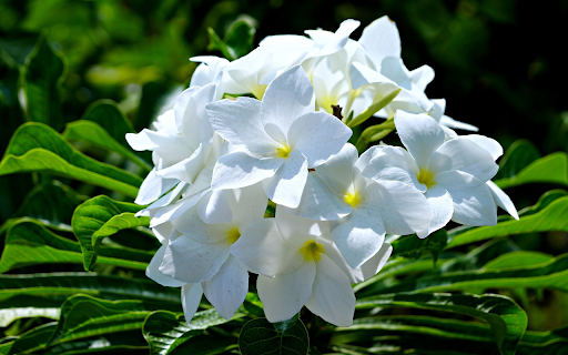 Beautiful moon flower branch  from Chrome web store to be run with OffiDocs Chromium online