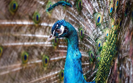 Beautiful peacock  from Chrome web store to be run with OffiDocs Chromium online