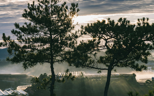 Beautiful Pine Tree At Dawn In Da Lat, Vietnam  from Chrome web store to be run with OffiDocs Chromium online