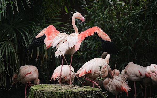 Beautiful Pink Cranes  from Chrome web store to be run with OffiDocs Chromium online