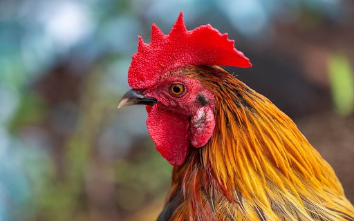 Beautiful red crested rooster  from Chrome web store to be run with OffiDocs Chromium online