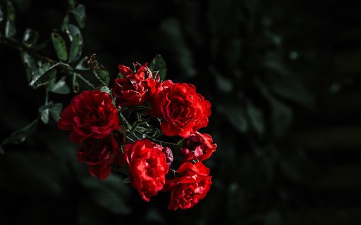 beautiful red roses from Chrome web store to be run with OffiDocs Chromium online beautiful red roses from Chrome web store to be run with OffiDocs Chromium online