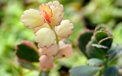 Beautiful, succulent leaves from Chrome web store to be run with OffiDocs Chromium online Beautiful, succulent leaves from Chrome web store to be run with OffiDocs Chromium online