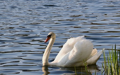 Beautiful Swan  from Chrome web store to be run with OffiDocs Chromium online