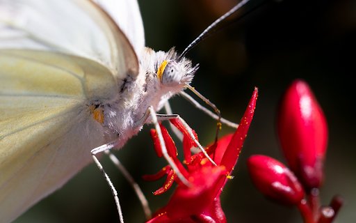 Beautiful white butterfly on red flower  from Chrome web store to be run with OffiDocs Chromium online