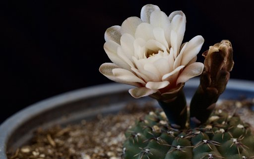 Beautiful white cactus flowers  from Chrome web store to be run with OffiDocs Chromium online